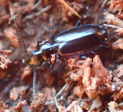 Syntomus truncatellus